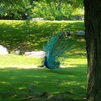 Bronx Zoo - Peacock - Zoos Near Me - Bronx, New York Bronx Zoo - Peacock - Zoos Near Me - Bronx, New York