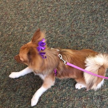 Bubble-Nest Grooming - The bows!!!! - Pet Groomers Near Me - Cleveland, Ohio Bubble-Nest Grooming - The bows!!!! - Pet Groomers Near Me - Cleveland, Ohio