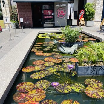 Ramen Nagi - Koi pond in front of restaurant - Ramen Near Me - San Diego, California Ramen Nagi - Koi pond in front of restaurant - Ramen Near Me - San Diego, California