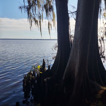 Palm Point Nature Park - Cypress with knees - Parks Near Me - Gainesville, Florida Palm Point Nature Park - Cypress with knees - Parks Near Me - Gainesville, Florida