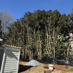 Jackson's Tree Service