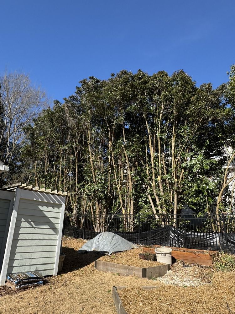 Jackson’s Tree Service - tree service in Raleigh, NC