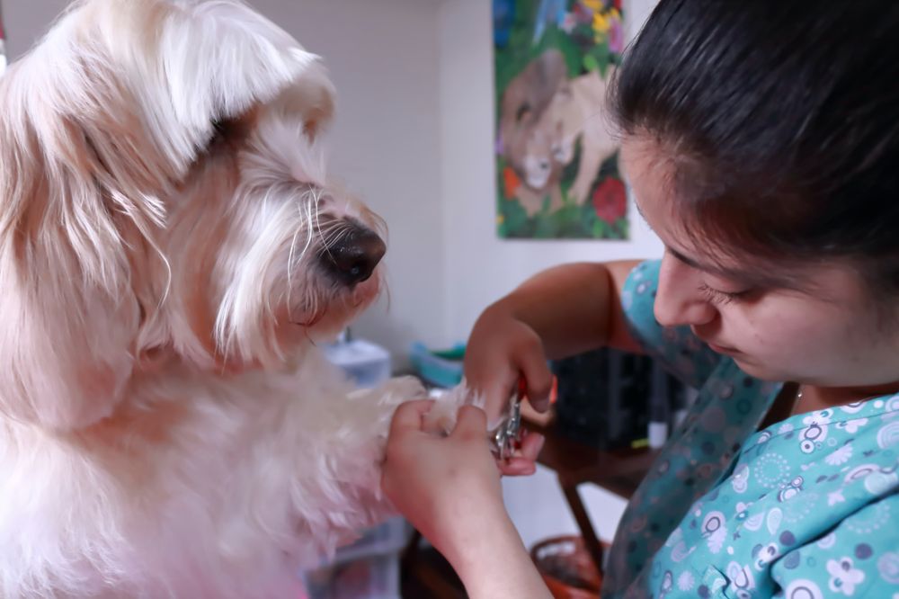 ROYAL SERENITY GROOMING Updated September 2024 16 Photos Aurora