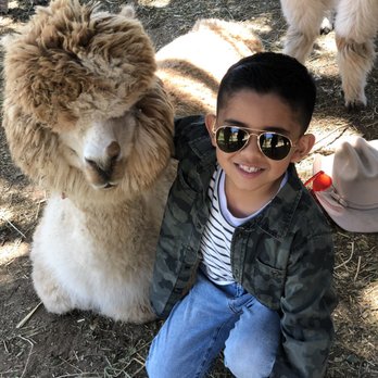 Canzelle Alpacas - Farms Near Me - Carpinteria, California