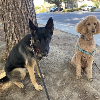 Petra K9 - Pet Training Near Me Petra K9 - Pet Training Near Me