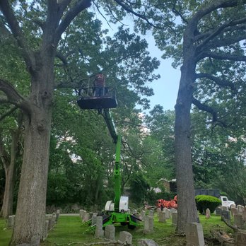 A-1 Tree Service - We can do it - Tree Services Near Me