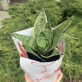 Tiny Flower - Snake plant - Florists Near Me - Toronto, Ontario