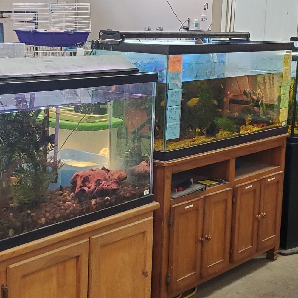 Andy's Pet Shop - Fish - Pet Stores Near Me - San Jose, California Andy's Pet Shop - Fish - Pet Stores Near Me - San Jose, California