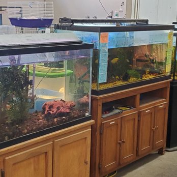 Andy's Pet Shop - Fish - Pet Stores Near Me - San Jose, California