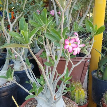 Dig It Gardens - Nurseries & Gardening Near Me - Phoenix, Arizona
