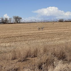 Monte Vista National Wildlife Refuge - Sandhill cranes. 3/20/2024.