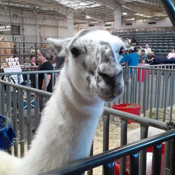 Arizona Exposition & State Fair - Photogenic llama. - Festivals Near Me - Phoenix, Arizona Arizona Exposition & State Fair - Photogenic llama. - Festivals Near Me - Phoenix, Arizona