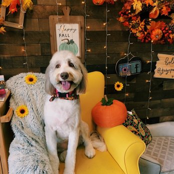 Jasmine Pet Grooming - Lilo the Bernedoodle - Pet Groomers Near Me - Brea, California Jasmine Pet Grooming - Lilo the Bernedoodle - Pet Groomers Near Me - Brea, California