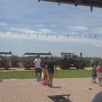Southern Hill Farms - Train along the blueberry fields - Fruits & Veggies Near Me - Clermont, Florida Southern Hill Farms - Train along the blueberry fields - Fruits & Veggies Near Me - Clermont, Florida