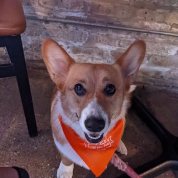 Maplewood Brewery & Distillery - Puppy during Maplewood hosting the Live Like Roo event - Breweries Near Me - Chicago, Illinois