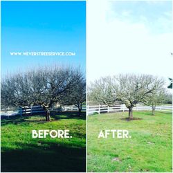 Wever's Tree Service - Fruit tree pruning.
