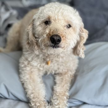 PupHub Dog Training - But such a good boy!! - Pet Training Near Me