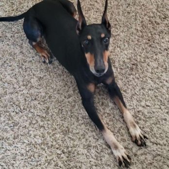 Dogpanion - Pet Training Near Me Dogpanion - Pet Training Near Me