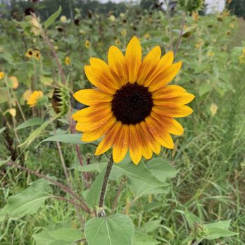 Mackintosh Fruit Farm - Sunflower - Farmers Market Near Me - Berryville, Virginia Mackintosh Fruit Farm - Sunflower - Farmers Market Near Me - Berryville, Virginia