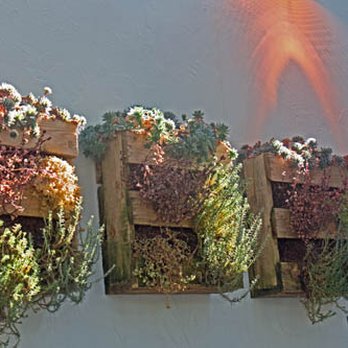 Pie + Vine - Patio plant wall - Italian Near Me - Ashland, Oregon