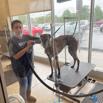 clown platter dog costume
