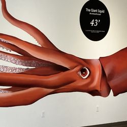 The Bailey-Matthews Shell Museum - Giant squid
