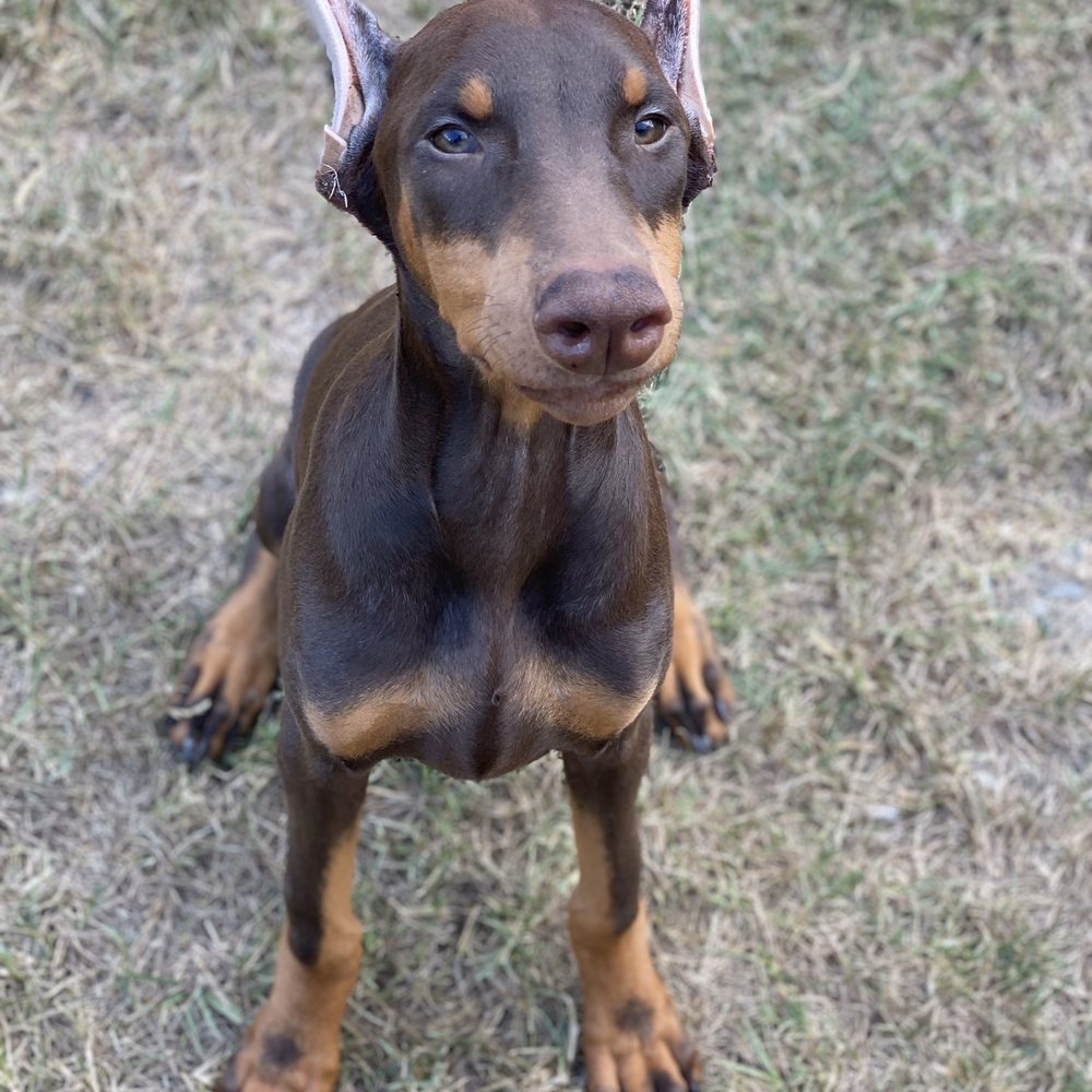 Gordon Animal Clinic - Next day pick up with her ears cropped - Veterinarians Near Me - Gordon, Georgia Gordon Animal Clinic - Next day pick up with her ears cropped - Veterinarians Near Me - Gordon, Georgia