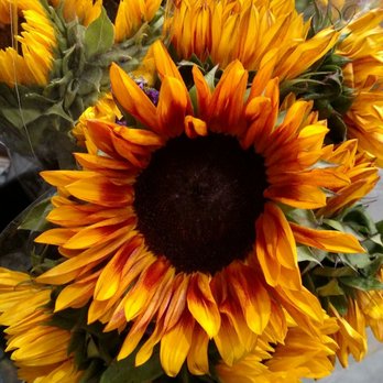 Costco Wholesale - Sunflowers $9.99 10 stems to a bunch WOW!! - Wholesale Stores Near Me - Strongsville, Ohio Costco Wholesale - Sunflowers $9.99 10 stems to a bunch WOW!! - Wholesale Stores Near Me - Strongsville, Ohio