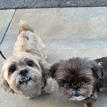 Fluffy Puppy - Pet Groomers Near Me - Pasadena, California Fluffy Puppy - Pet Groomers Near Me - Pasadena, California