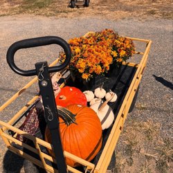 Town & Country Nursery - Pumpkin, mums and corn for sale