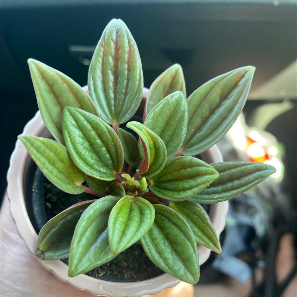 TRADER JOE’S 778 Photos & 220 Reviews Grocery 885 Russell Blvd