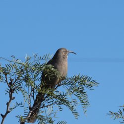 Bosque Birdwatchers RV Park - Resident Curved-billed Thrasher surveys the Park