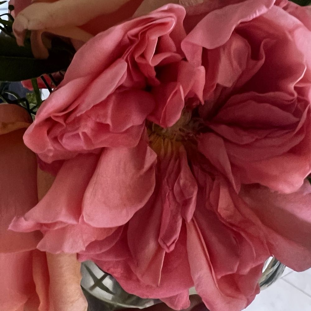 Thistle - Florists Near Me - Tucson, Arizona
