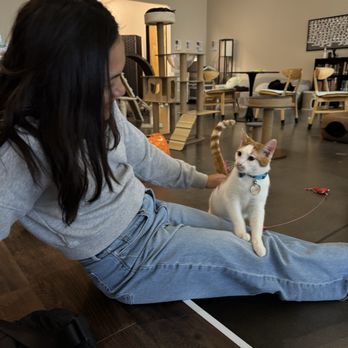 Cat Haven Lounge - Themed Cafes Near Me - Katy, Texas Cat Haven Lounge - Themed Cafes Near Me - Katy, Texas