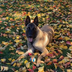 Marvel K9 Dog Training Academy - Kingston a happy Marvel K9 graduate