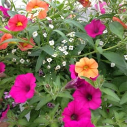 Proper's Florist & Greenhouse
