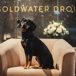Goldwater Droit