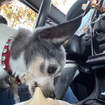 Fosters Freeze - A small cone/cup for the pooch. She only got a few licks. - Burgers Near Me - Hollister, California