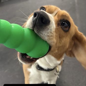 Rocket Dog Care - Rocket Dog - Pet Sitting Near Me - Seattle, Washington Rocket Dog Care - Rocket Dog - Pet Sitting Near Me - Seattle, Washington