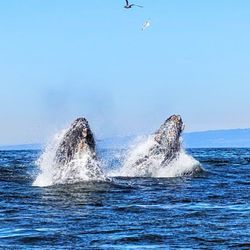 Ocean Safaris - Double lunge feeding