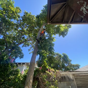 Sakura Landscaping - Tree trimming - Lawn Services Near Me Sakura Landscaping - Tree trimming - Lawn Services Near Me