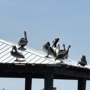 Safe Harbor Seafood - Seagulls - Seafood Near Me - Jacksonville, Florida Safe Harbor Seafood - Seagulls - Seafood Near Me - Jacksonville, Florida