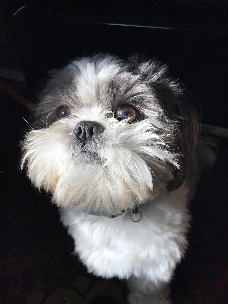 BUBBLES & BOWS MOBILE DOG GROOMING 23 Photos & 29 Reviews Pet