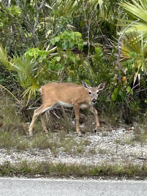 National Key Deer Refuge Nature Center by null