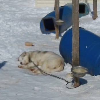 Chenil la Poursuite - Nap time! - Active Life Near Me - Saint-Nicolas, Quebec Chenil la Poursuite - Nap time! - Active Life Near Me - Saint-Nicolas, Quebec