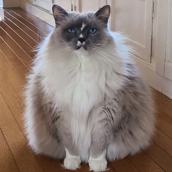 Critter Sitters LA - Pet Sitting Near Me - El Segundo, California