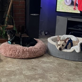 Finding A Best Friend Rescue - Ziggy and Marley hit it off quick! - Pet Adoption Near Me Finding A Best Friend Rescue - Ziggy and Marley hit it off quick! - Pet Adoption Near Me