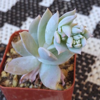 Rojas Succulents and Cacti - Nurseries & Gardening Near Me - Fallbrook, California