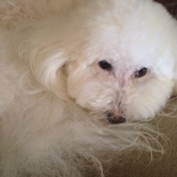 Grooming by Darcy - Pet Groomers Near Me - Las Vegas, Nevada