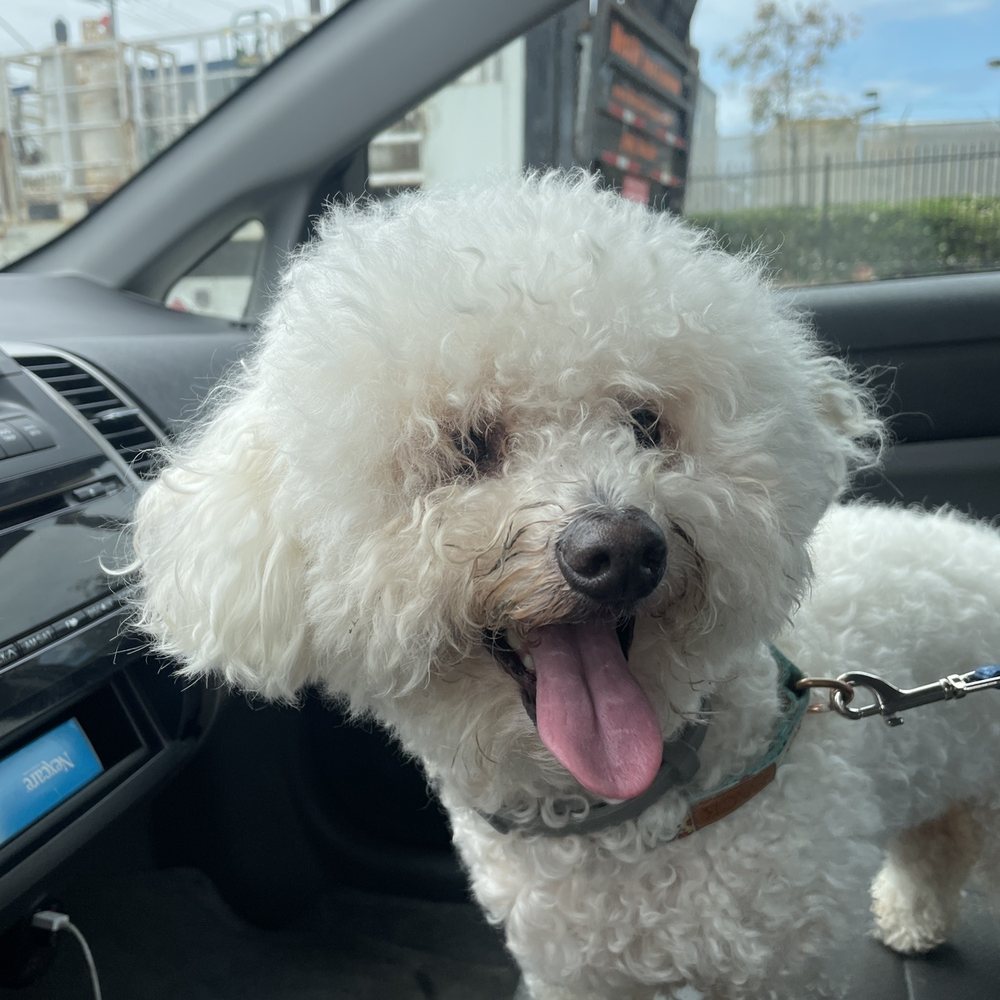 Bitches N Bubbles - Before - Pet Groomers Near Me - Long Beach, California
